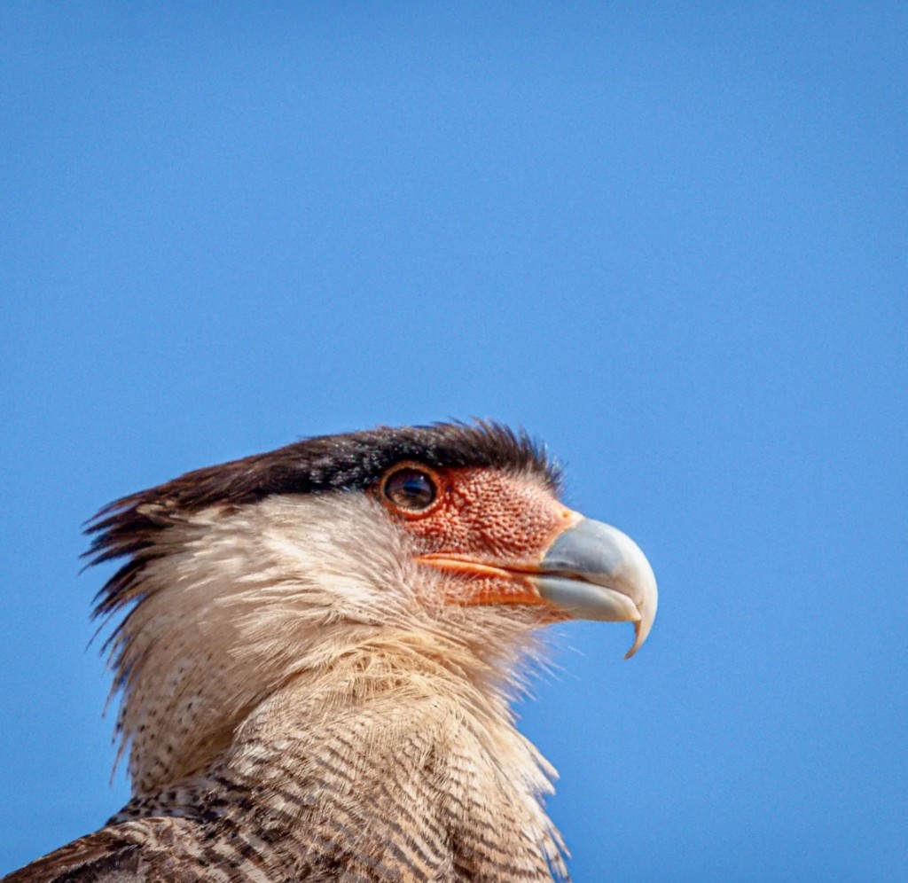 Carcará - Serra da Canastra